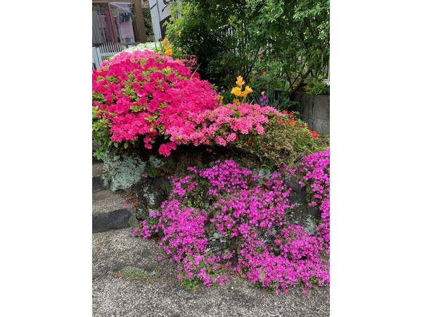 ❀ツツジ❀