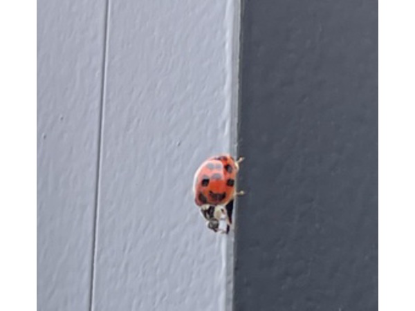 LadyBird