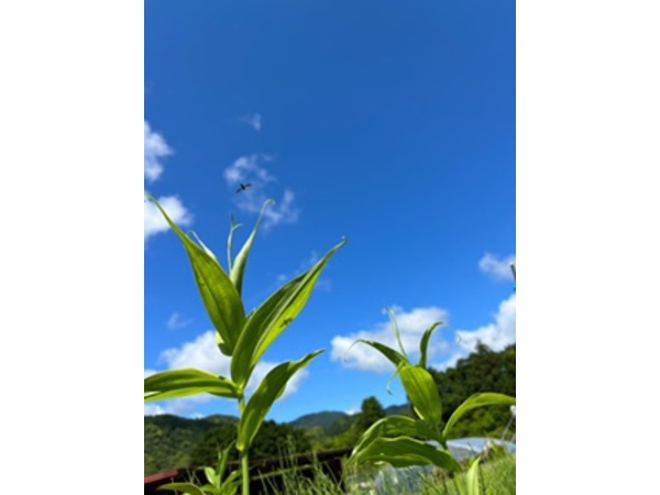 熱中症にご注意ください‼