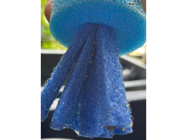 メダカの卵