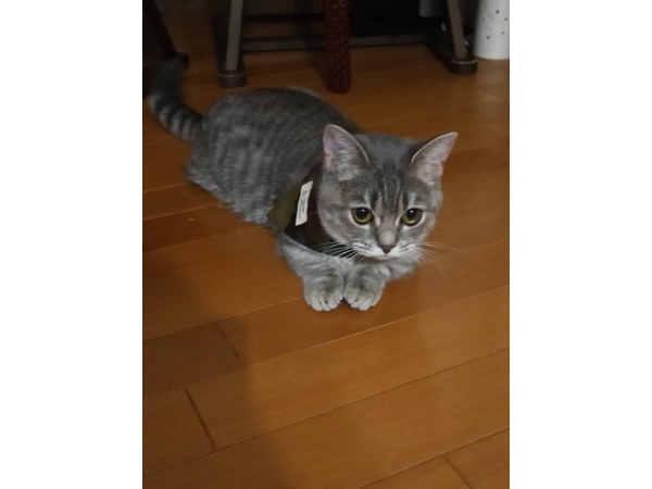 =^_^=美猫=^_^=
