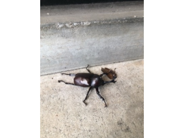 カブトムシ