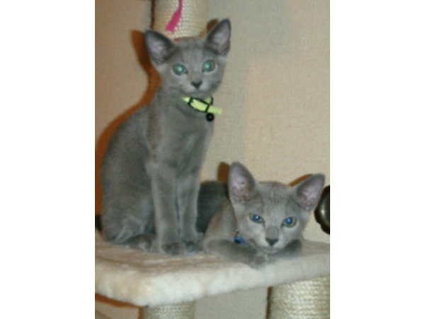 World Cat Day