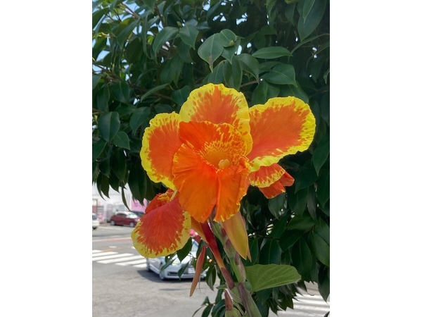 ☀残暑☀