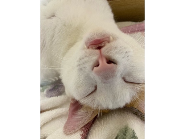 (=^・^=)下僕の甘やかし(=^・^=)