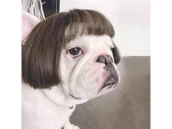 犬の面白画像