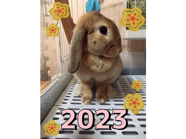 うさぎ年