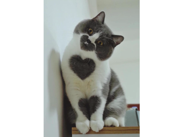 =^_^=　❤猫　=^_^=