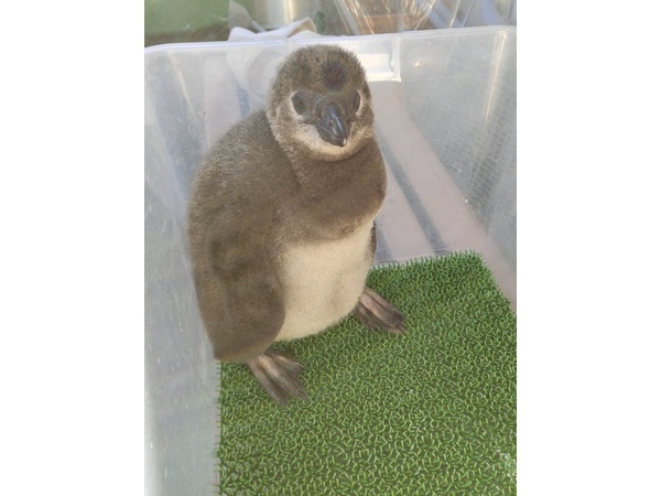 ～ペンギン～