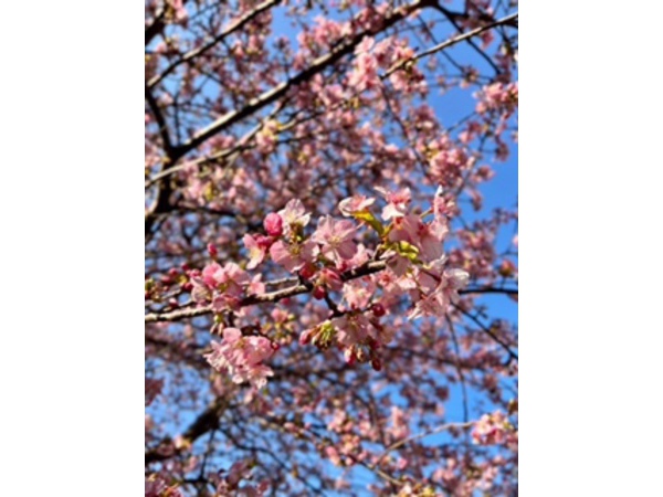 河津桜見ごろ