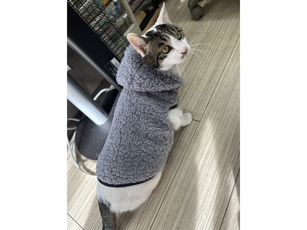 (=^・^=)　猫の日　2023.2.22　(=^・^=)
