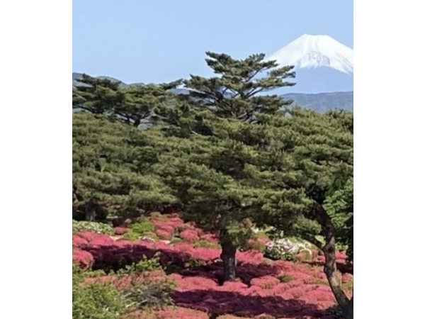 ❁つつじ祭り❁