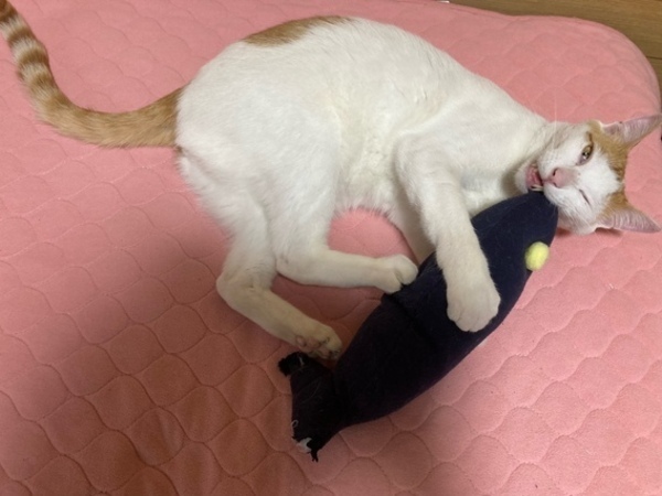 (=^・^=)春男のイライラ(=^・^=)
