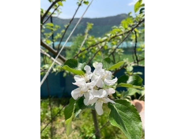 りんごの花