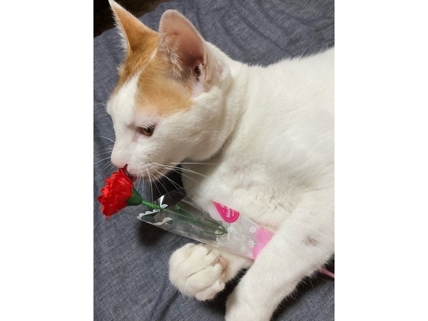 =^_^=春男の母の日=^_^=