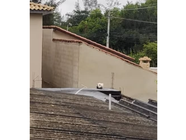 犬？？