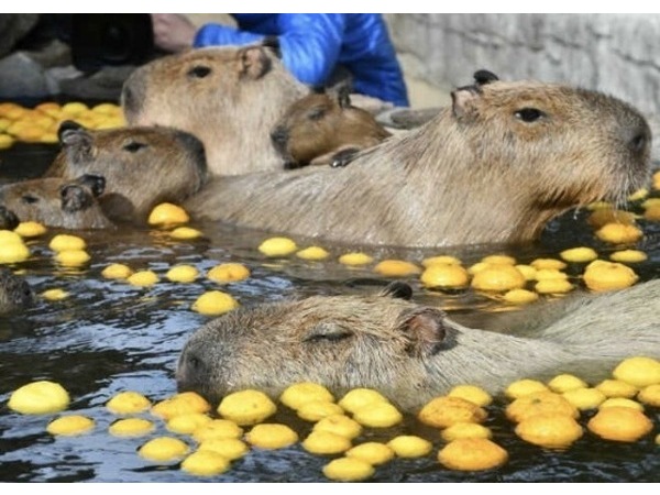 ♨毎年恒例のゆず湯♨