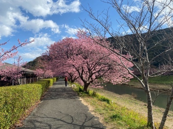 ✿河津桜✿