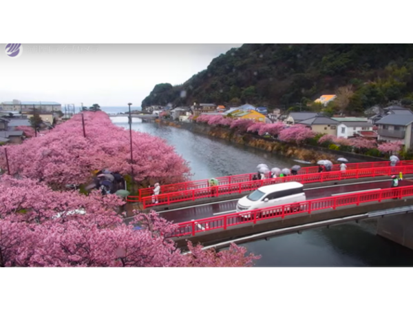 河津桜情報