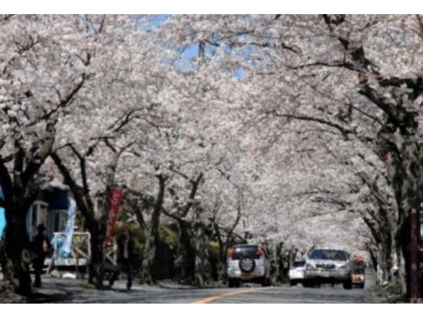 ❀桜並木開花状況❀