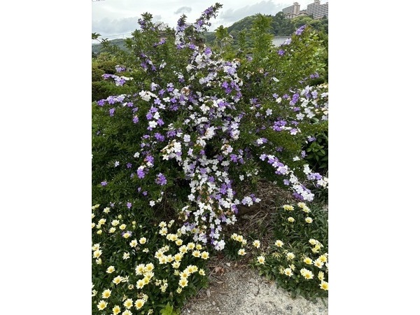 ❀何という名前の花❀