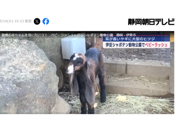 ベビーラッシュ　伊豆シャボテン公園