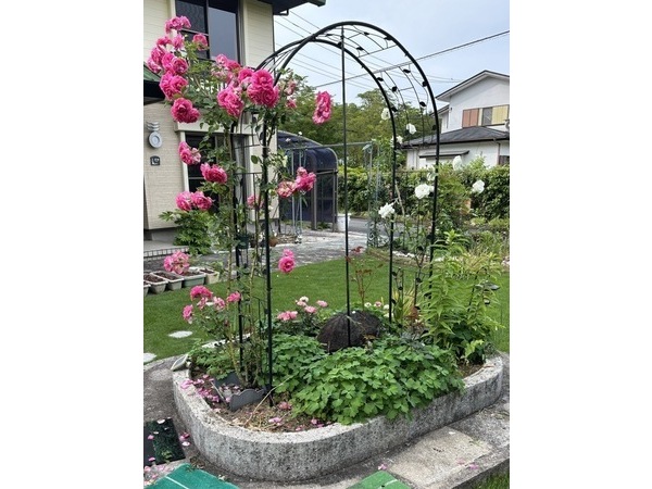 ✿友人宅の花✿