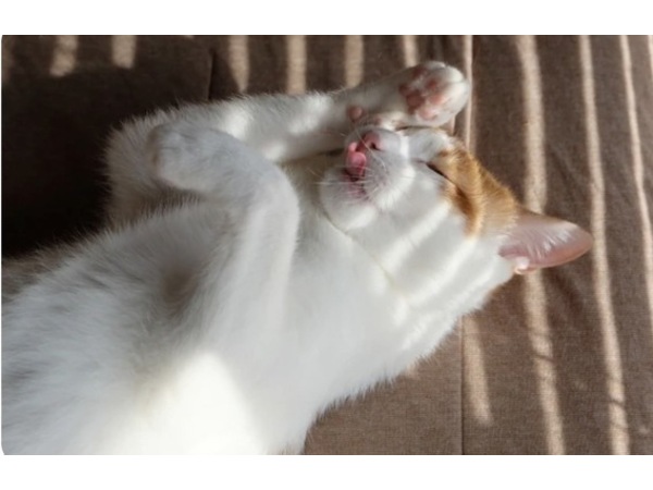 =^_^=猫が顔を洗うと雨になる=^_^=