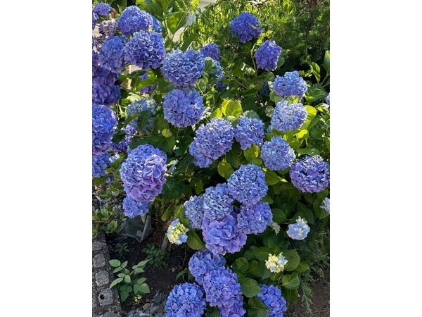 ～紫陽花～