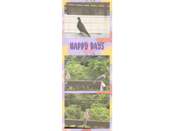 ベランダに鳩