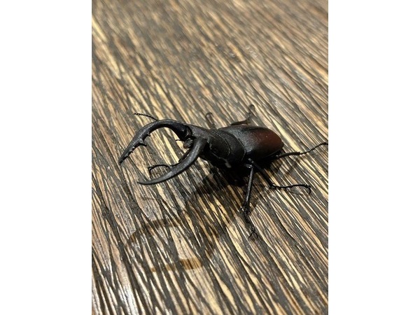 クワガタ
