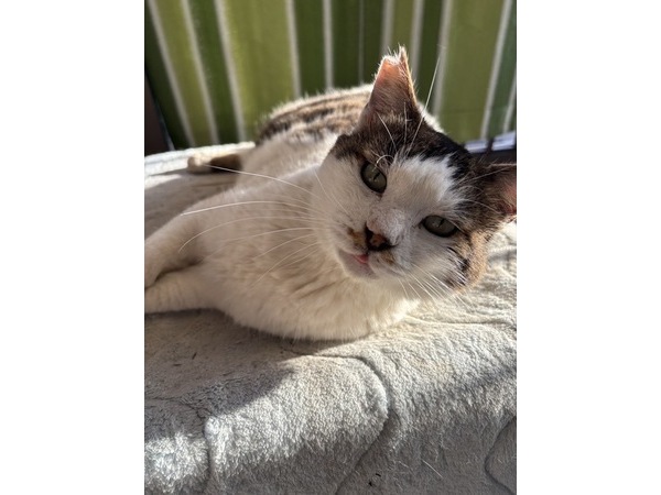 (=^・^=)外猫てん(=^・^=)