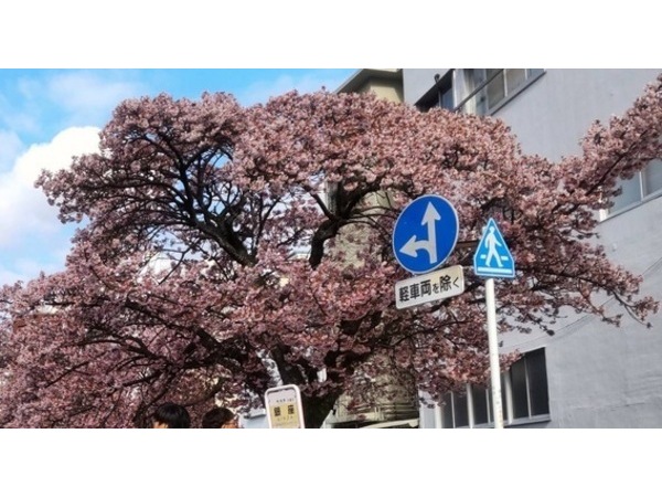 ❁熱海桜❁