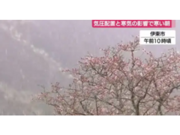 昨日は雪