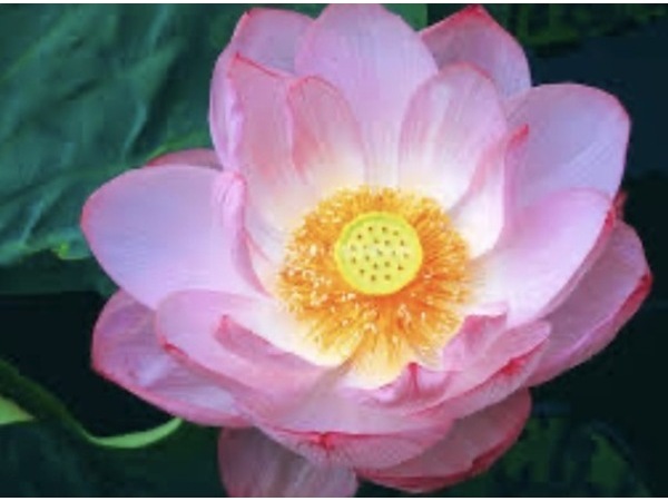 ❀春彼岸明け❀