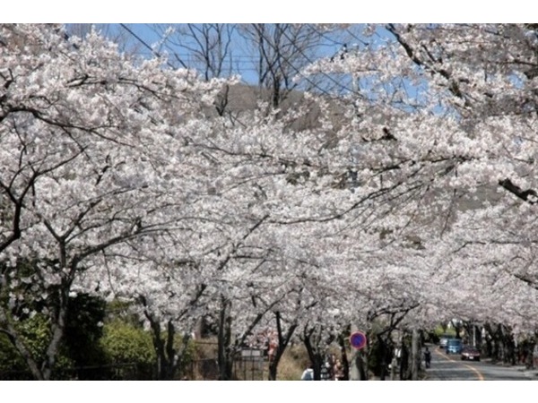 ❀ソメイヨシノ❀
