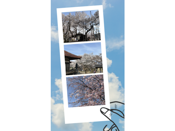 山高神代桜
