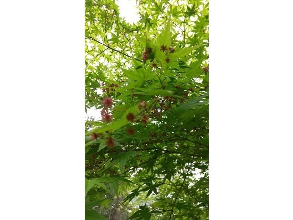 ～バガテル公園にて～