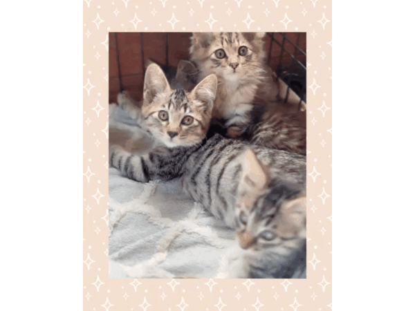 保護猫ちゃん♥