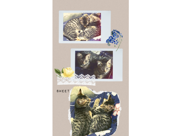 猫通信(=^・^=)