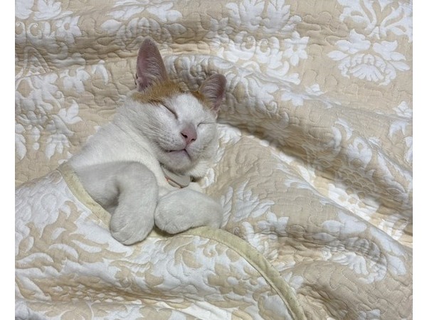 (=^・^=)汚れが目立つ(=^・^=)