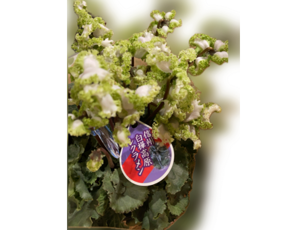 伊東市 ヨシダ装建(株)