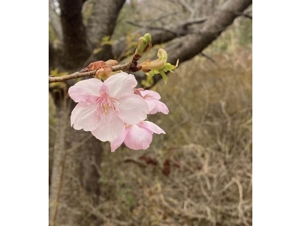 ＊＊桜＊＊