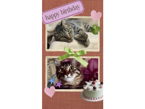 従兄弟の家の猫たち