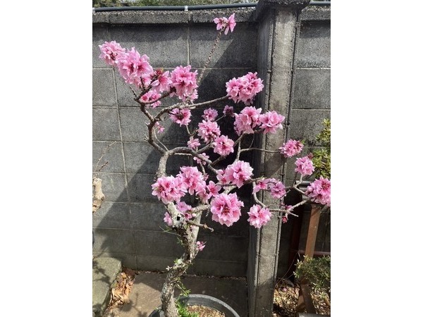 ヨシダ装建（株）