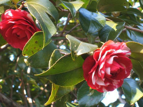 第27回つばき鑑賞会