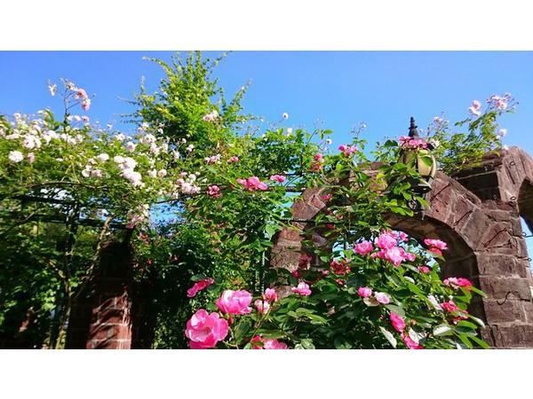 ベルサイユの薔薇には及ばないけど‥(^^;)