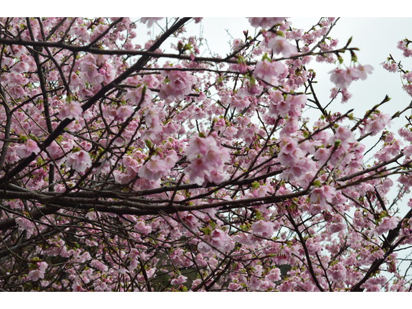 城ヶ崎桜なう