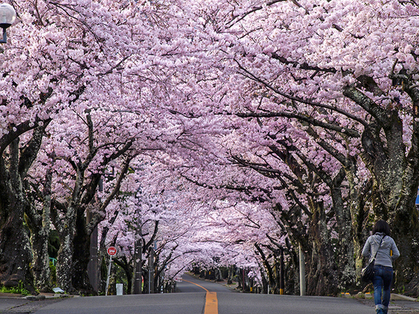 第42回 伊豆高原桜まつり