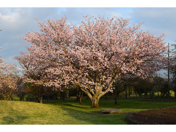 いよいよ八重桜